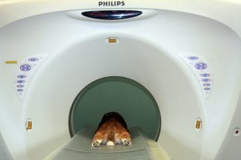 Heupdysplasie en elleboogdysplasie - Lingehoeve Diergeneeskunde