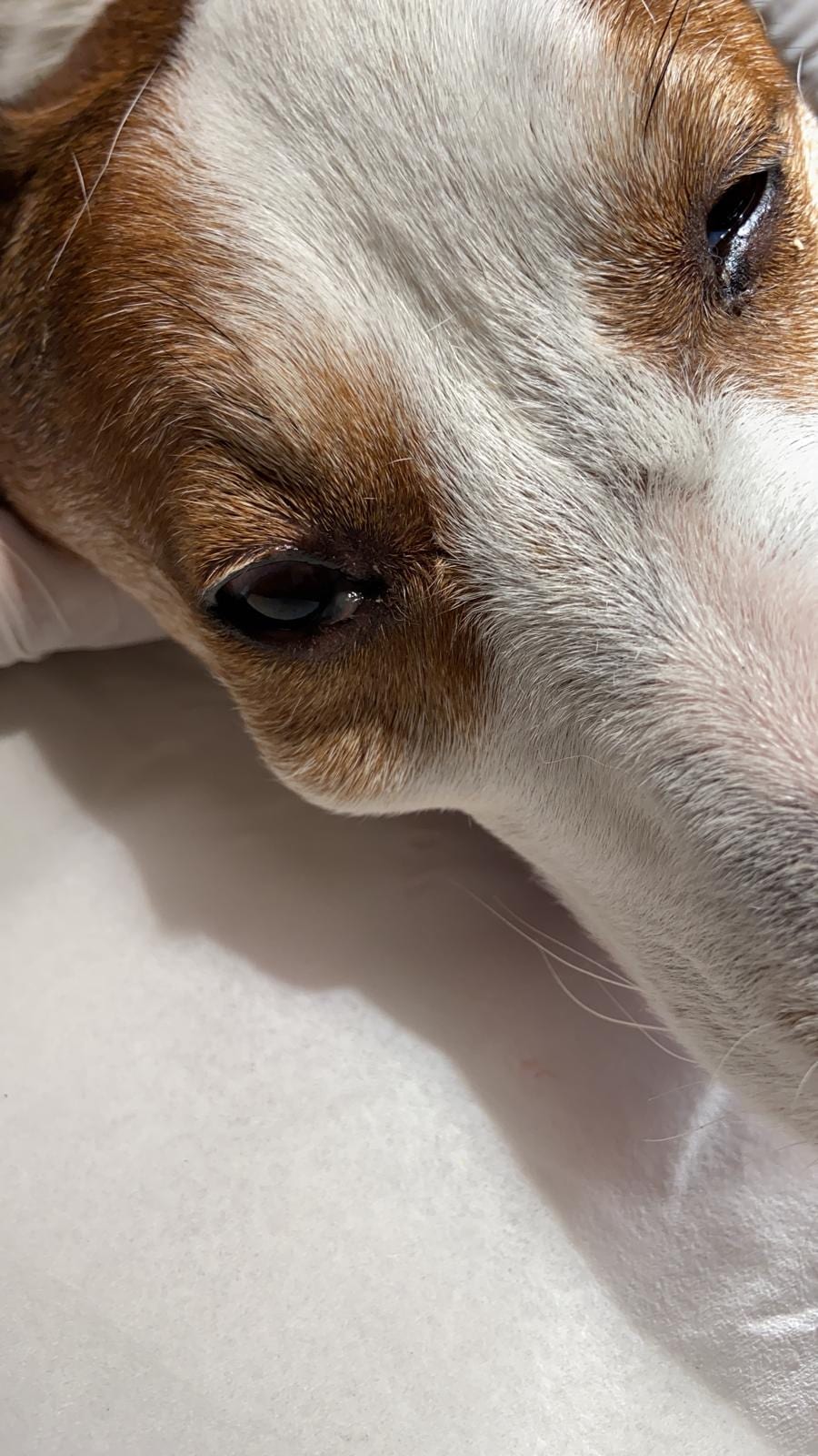 abces opengesprongen hond