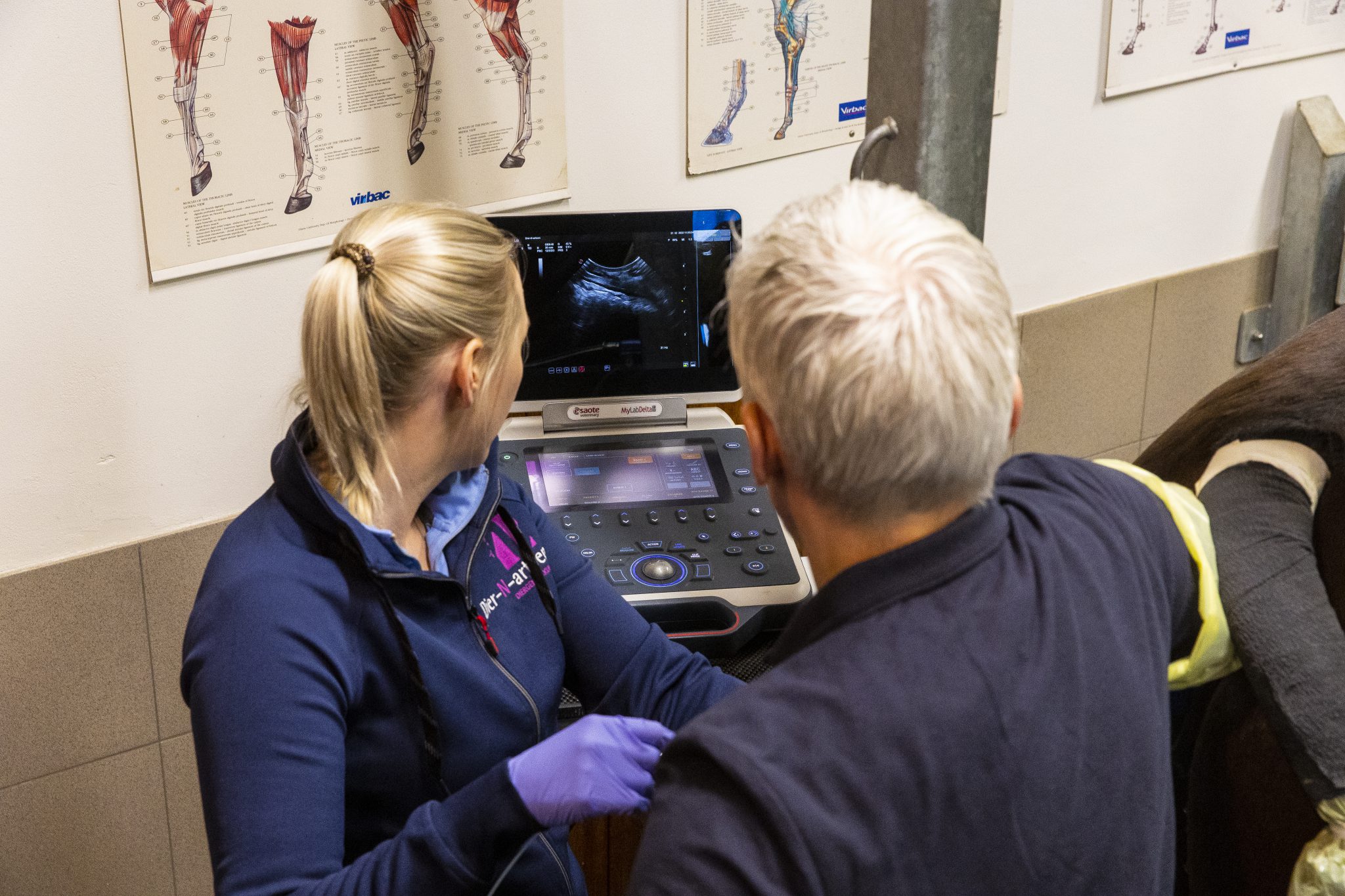 Embryotransplantatie bij paarden