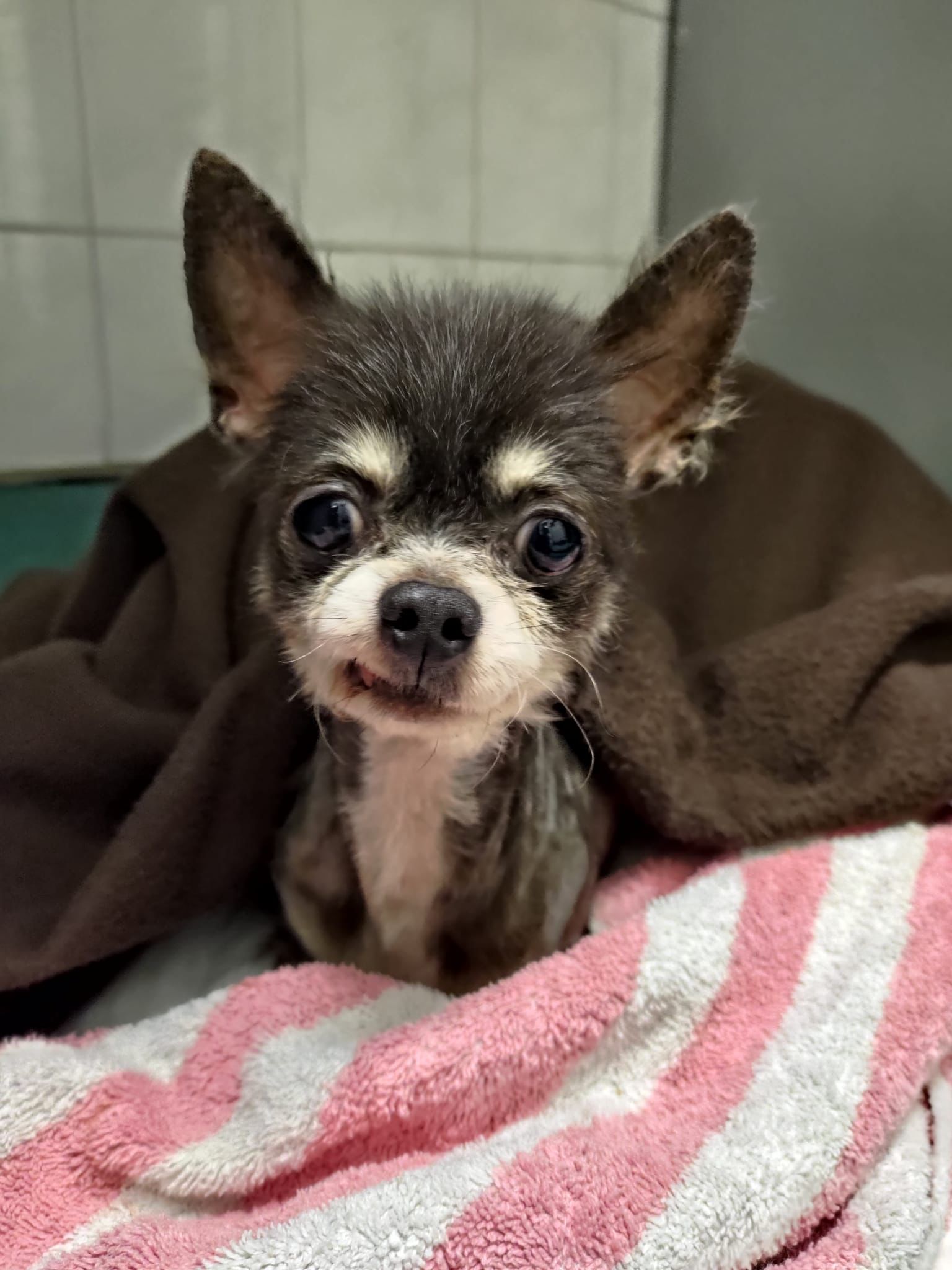 Gedumpte chihuahua - Lingehoeve Diergeneeskunde