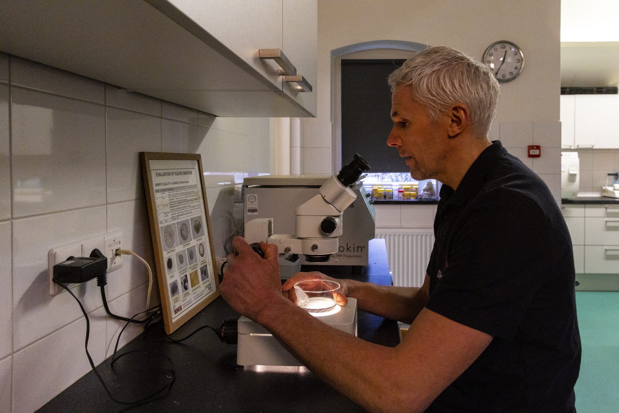 Voortplantingstechnieken bij paarden Dier-N-artsen Diergeneeskunde