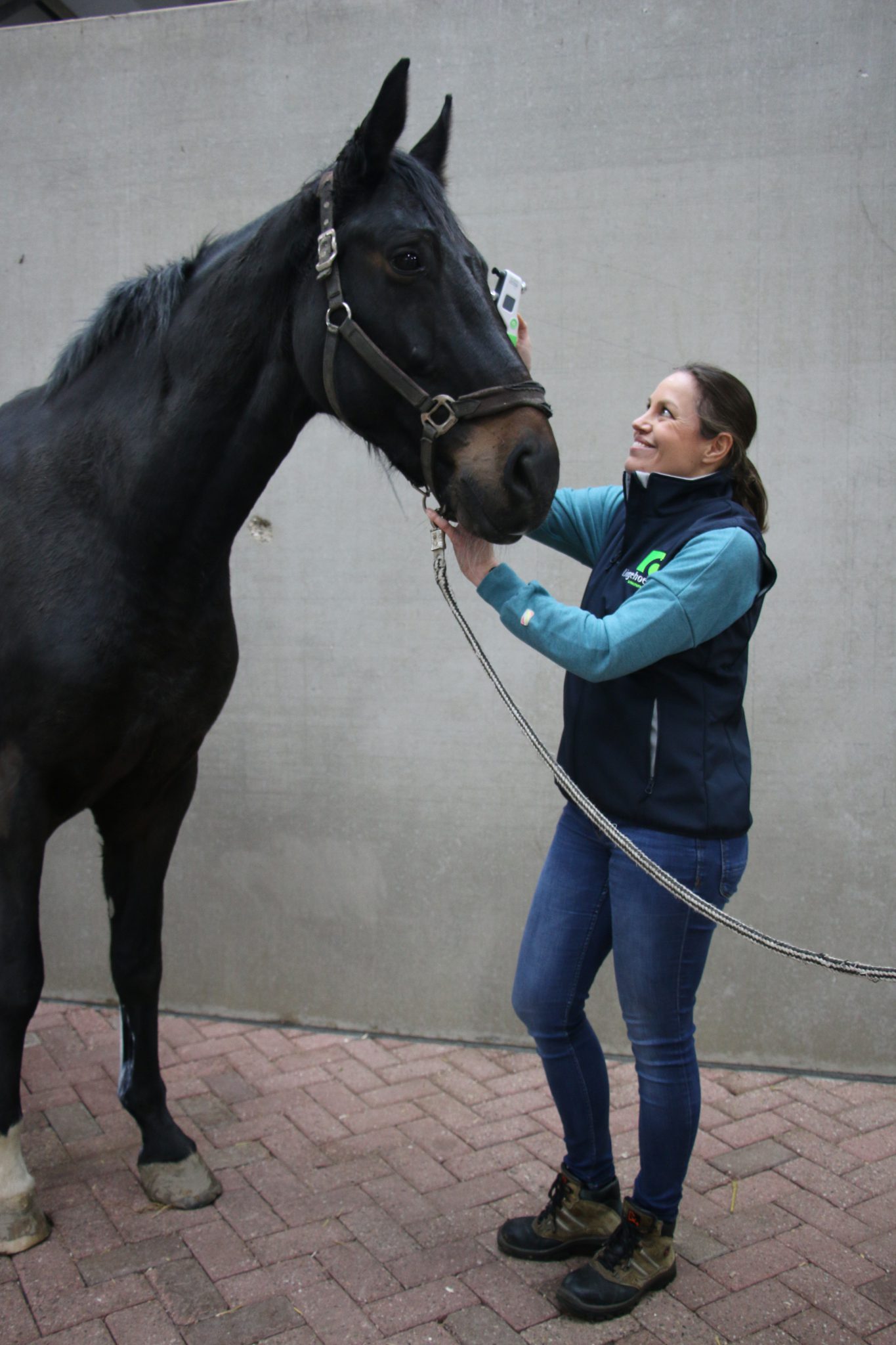 Oogaandoeningen paard - Lingehoeve Diergeneeskunde
