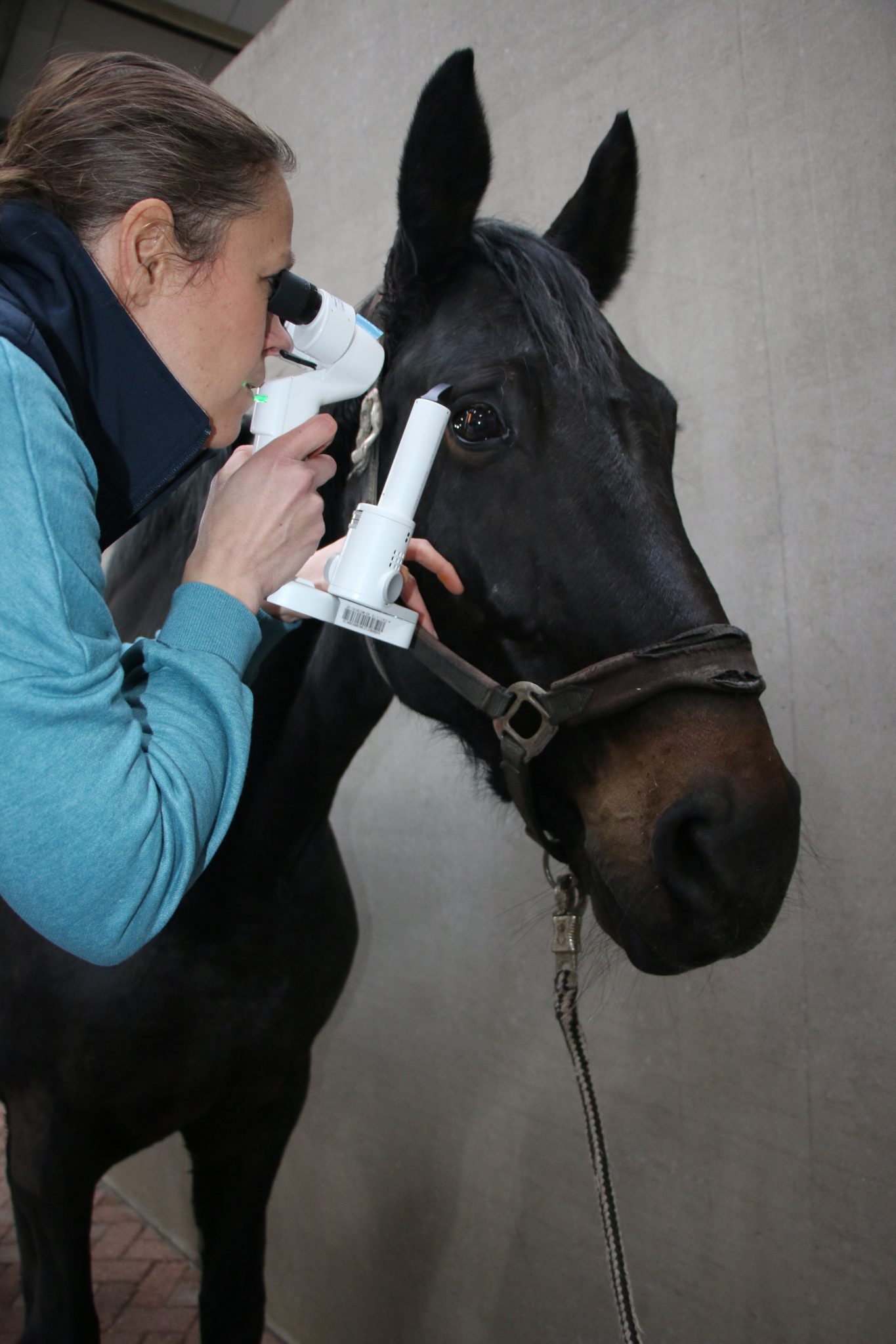 Oogproblemen paard - Lingehoeve Diergeneeskunde