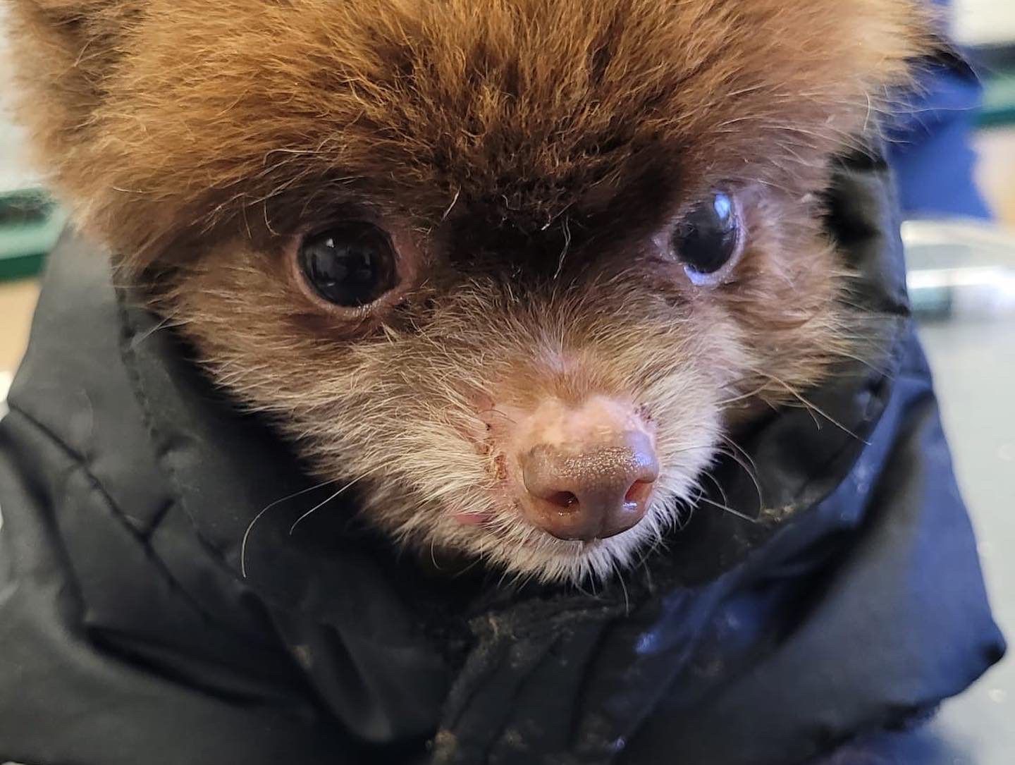 Teuntje gedumpte chihuahua's - Lingehoeve Diergeneeskunde