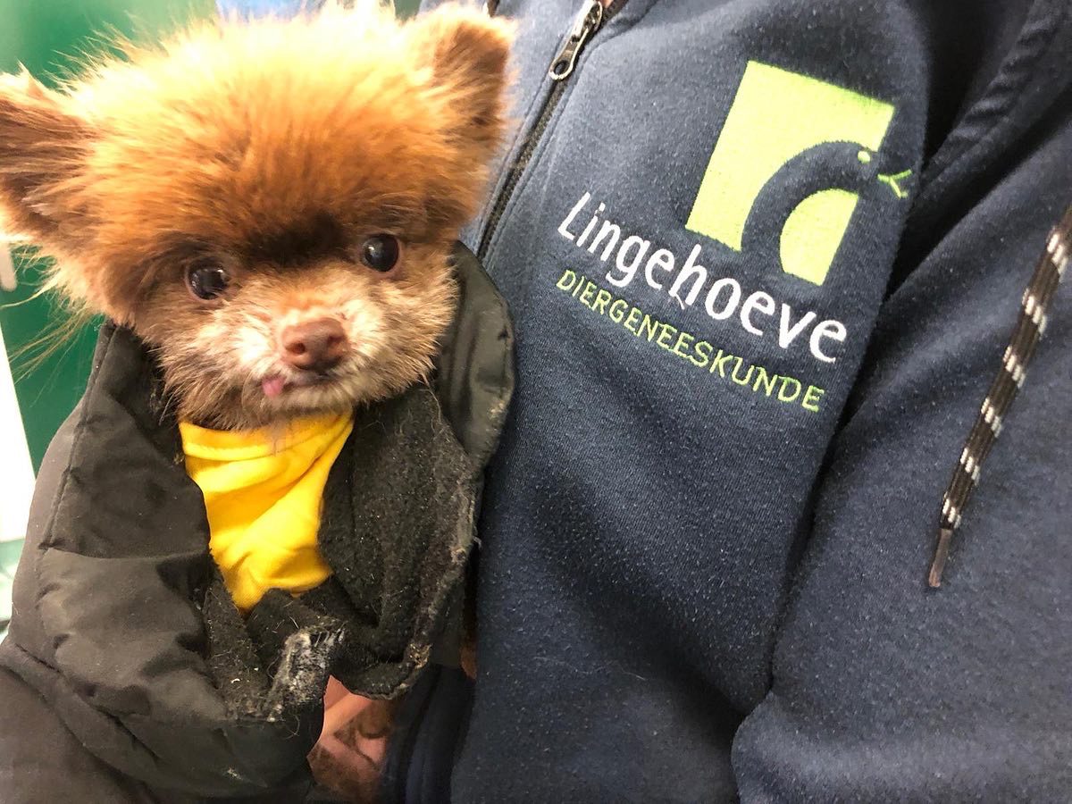 Teuntje gedumpte chihuahuas - Lingehoeve Diergeneeskunde